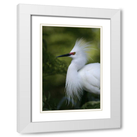 FL Snowy egret in breeding plumage White Modern Wood Framed Art Print with Double Matting by Morris, Arthur