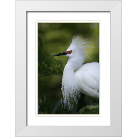 FL Snowy egret in breeding plumage White Modern Wood Framed Art Print with Double Matting by Morris, Arthur