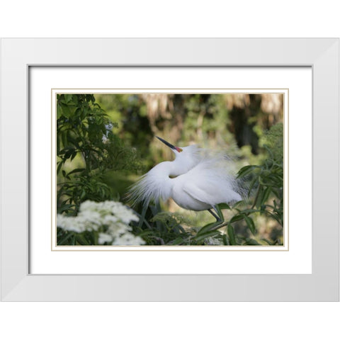 FL Snowy egret displaying surrounded by foliage White Modern Wood Framed Art Print with Double Matting by Morris, Arthur