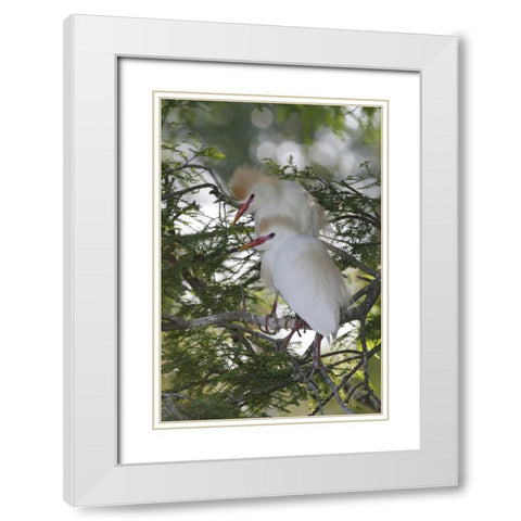 FL Cattle egrets in breeding plumage on branch White Modern Wood Framed Art Print with Double Matting by Morris, Arthur