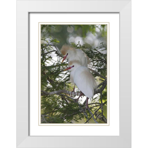 FL Cattle egrets in breeding plumage on branch White Modern Wood Framed Art Print with Double Matting by Morris, Arthur