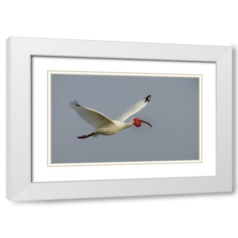 FL, Tampa Bay Flying white ibis White Modern Wood Framed Art Print with Double Matting by Morris, Arthur