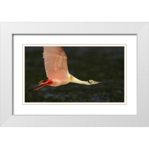 Florida, Tampa Bay Roseate spoonbill in flight White Modern Wood Framed Art Print with Double Matting by Morris, Arthur