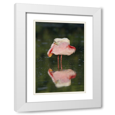 FL, Tampa Bay Roseate spoonbill preening White Modern Wood Framed Art Print with Double Matting by Morris, Arthur