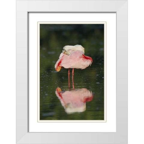 FL, Tampa Bay Roseate spoonbill preening White Modern Wood Framed Art Print with Double Matting by Morris, Arthur