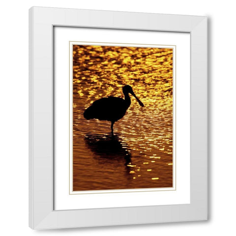 FL, Vierra Wetlands Roseate spoonbill silhouette White Modern Wood Framed Art Print with Double Matting by Morris, Arthur