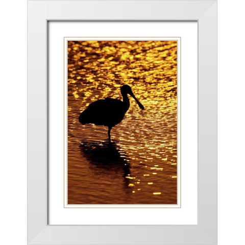 FL, Vierra Wetlands Roseate spoonbill silhouette White Modern Wood Framed Art Print with Double Matting by Morris, Arthur