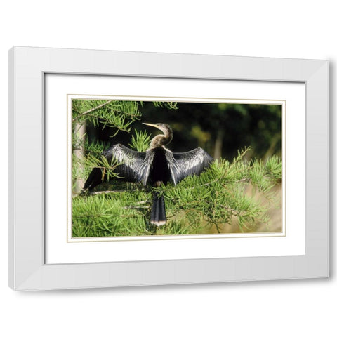 Florida Anhinga in spread-wing posture behavior White Modern Wood Framed Art Print with Double Matting by Williams, Joanne