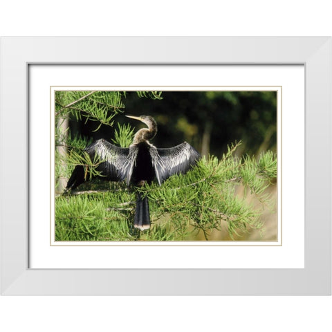 Florida Anhinga in spread-wing posture behavior White Modern Wood Framed Art Print with Double Matting by Williams, Joanne