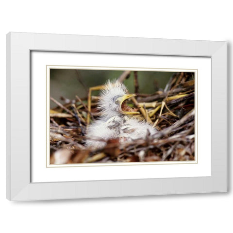 Florida Baby cattle egret in nest begs for food White Modern Wood Framed Art Print with Double Matting by Williams, Joanne