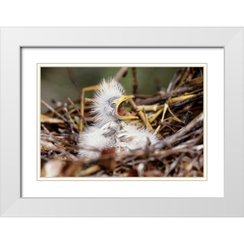 Florida Baby cattle egret in nest begs for food White Modern Wood Framed Art Print with Double Matting by Williams, Joanne