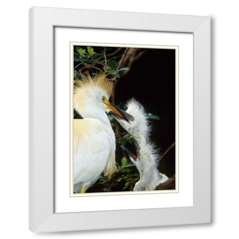 Florida Cattle egret feeds one of its two chicks White Modern Wood Framed Art Print with Double Matting by Williams, Joanne