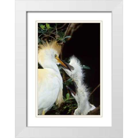 Florida Cattle egret feeds one of its two chicks White Modern Wood Framed Art Print with Double Matting by Williams, Joanne