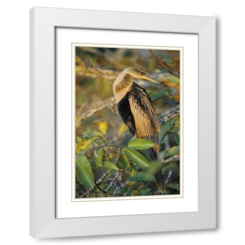 USA, Florida Close-up of anhinga on tree limb White Modern Wood Framed Art Print with Double Matting by Williams, Joanne