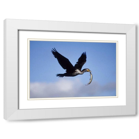 USA, Florida Cormorant in flight carrying fish White Modern Wood Framed Art Print with Double Matting by Williams, Joanne