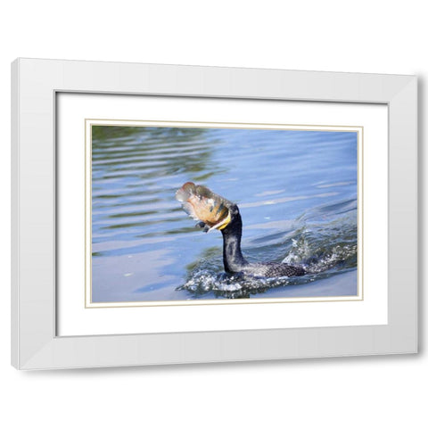 Florida Cormorant swallowing freshly caught fish White Modern Wood Framed Art Print with Double Matting by Williams, Joanne