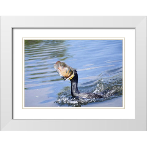 Florida Cormorant swallowing freshly caught fish White Modern Wood Framed Art Print with Double Matting by Williams, Joanne