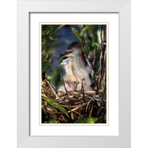 Florida Least bittern parent with chicks in nest White Modern Wood Framed Art Print with Double Matting by Williams, Joanne