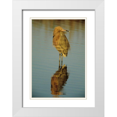 FL, Reddish egret reflects in water while hunting White Modern Wood Framed Art Print with Double Matting by Williams, Joanne