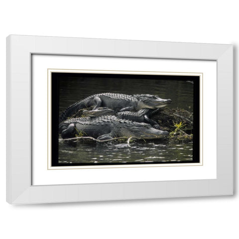 Florida Alligators rest on island in wetlands White Modern Wood Framed Art Print with Double Matting by Williams, Joanne