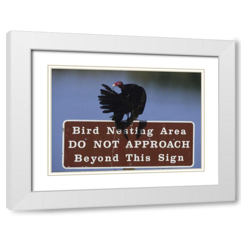 FL, Turkey vulture preens its feathers White Modern Wood Framed Art Print with Double Matting by Williams, Joanne