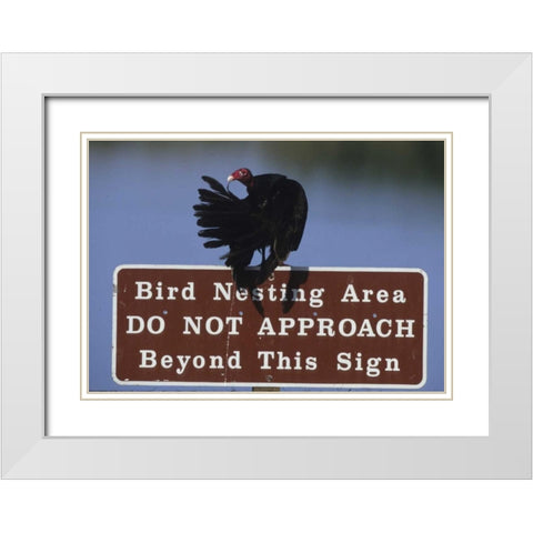 FL, Turkey vulture preens its feathers White Modern Wood Framed Art Print with Double Matting by Williams, Joanne