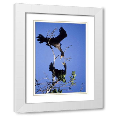 FL, Double-crested cormorants interact in tree White Modern Wood Framed Art Print with Double Matting by Williams, Joanne