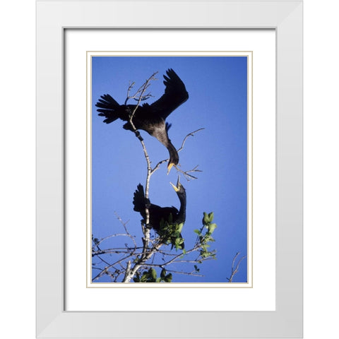FL, Double-crested cormorants interact in tree White Modern Wood Framed Art Print with Double Matting by Williams, Joanne