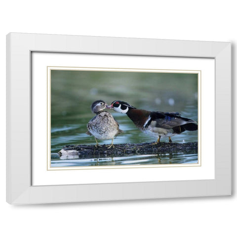 Florida Wood duck interacts with young offspring White Modern Wood Framed Art Print with Double Matting by Williams, Joanne