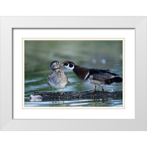 Florida Wood duck interacts with young offspring White Modern Wood Framed Art Print with Double Matting by Williams, Joanne