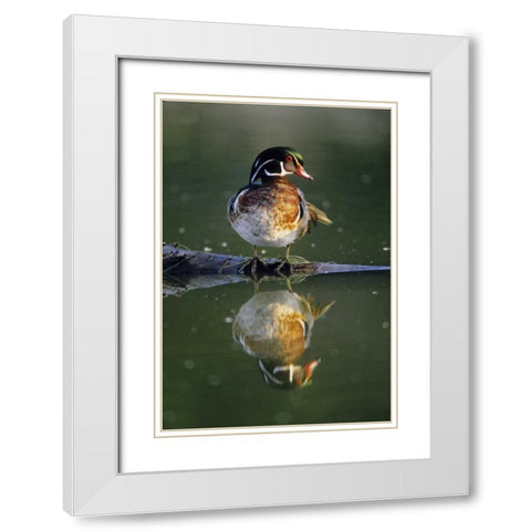 Florida Wood duck stands on sunken log in water White Modern Wood Framed Art Print with Double Matting by Williams, Joanne