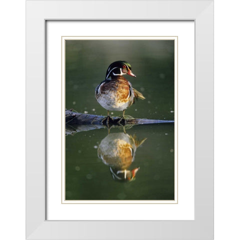 Florida Wood duck stands on sunken log in water White Modern Wood Framed Art Print with Double Matting by Williams, Joanne
