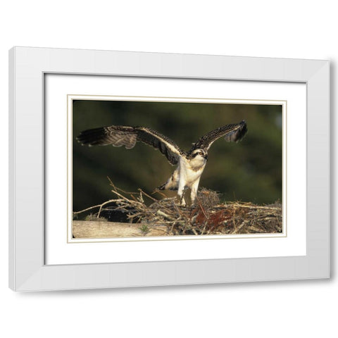 FL, Blue Cypress Lake Osprey takes flight White Modern Wood Framed Art Print with Double Matting by Williams, Joanne