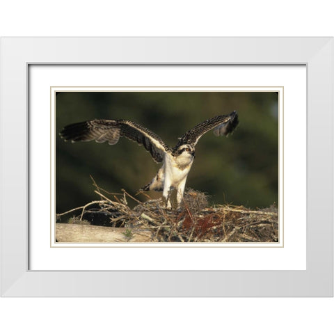 FL, Blue Cypress Lake Osprey takes flight White Modern Wood Framed Art Print with Double Matting by Williams, Joanne