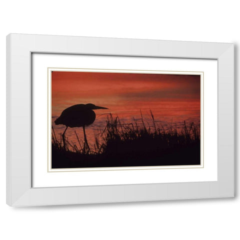 FL, Tampa Bay Silhouette of great blue heron White Modern Wood Framed Art Print with Double Matting by Williams, Joanne