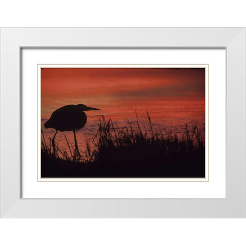 FL, Tampa Bay Silhouette of great blue heron White Modern Wood Framed Art Print with Double Matting by Williams, Joanne