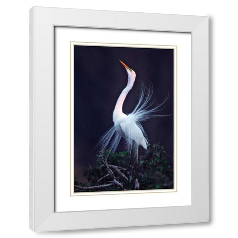 FL, Venice Great white egret courtship White Modern Wood Framed Art Print with Double Matting by Kelley, David