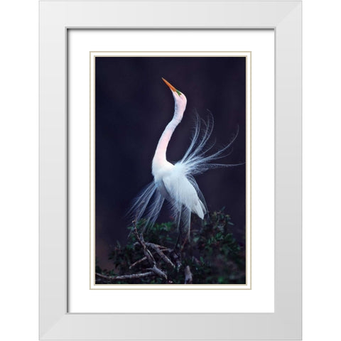 FL, Venice Great white egret courtship White Modern Wood Framed Art Print with Double Matting by Kelley, David