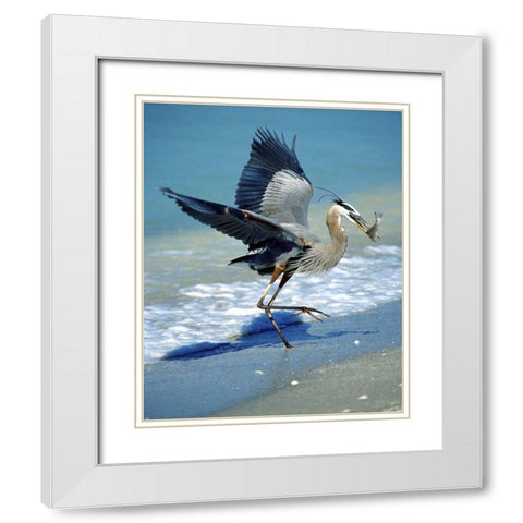 FL, Captiva Island Great blue heron hunting White Modern Wood Framed Art Print with Double Matting by Kelley, David