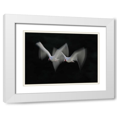 FL, Alafia Bank White ibis pair in flight White Modern Wood Framed Art Print with Double Matting by Morris, Arthur