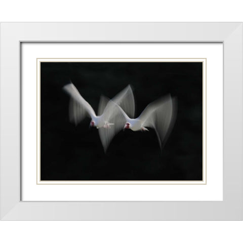 FL, Alafia Bank White ibis pair in flight White Modern Wood Framed Art Print with Double Matting by Morris, Arthur