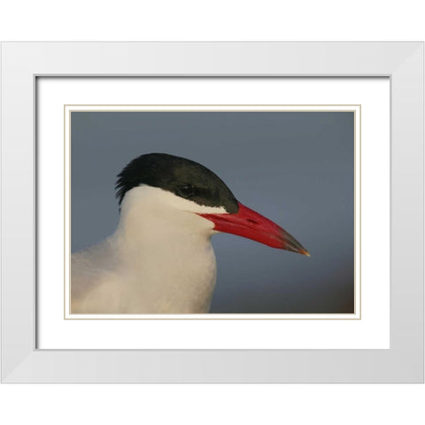 FL, St Petersburg, Caspian terns head White Modern Wood Framed Art Print with Double Matting by Morris, Arthur