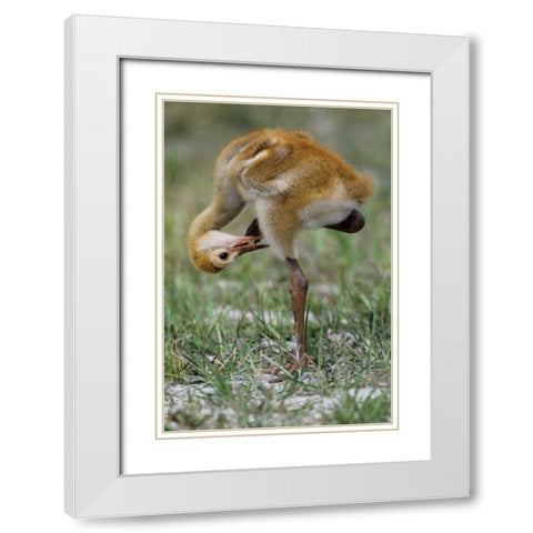 FL, Sandhill crane chick preening feathers White Modern Wood Framed Art Print with Double Matting by Williams, Joanne
