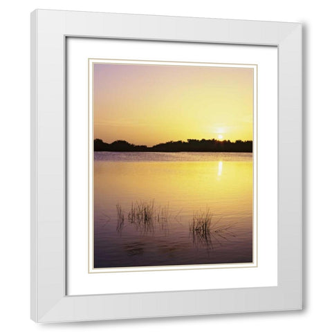 Florida, Everglades NP Sunset reflection on lake White Modern Wood Framed Art Print with Double Matting by Flaherty, Dennis