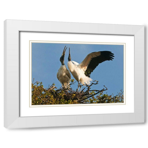 FL, Wood stork pair on nest in courtship display White Modern Wood Framed Art Print with Double Matting by Rotenberg, Nancy