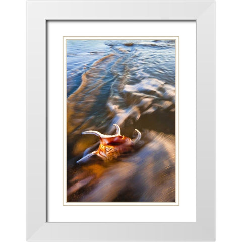 USA, Florida, St Augustine White Modern Wood Framed Art Print with Double Matting by Rotenberg, Nancy