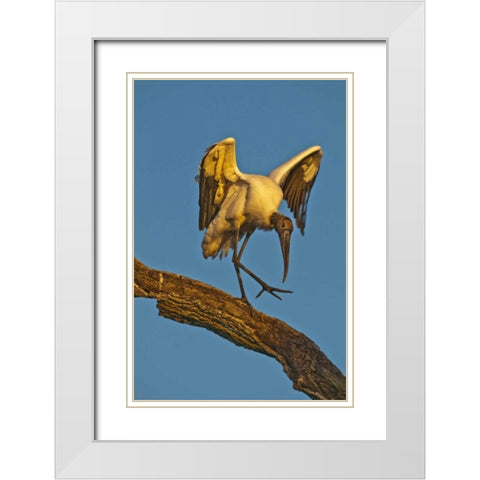 FL, St Augustine Wood stork dances on tree limb White Modern Wood Framed Art Print with Double Matting by Rotenberg, Nancy