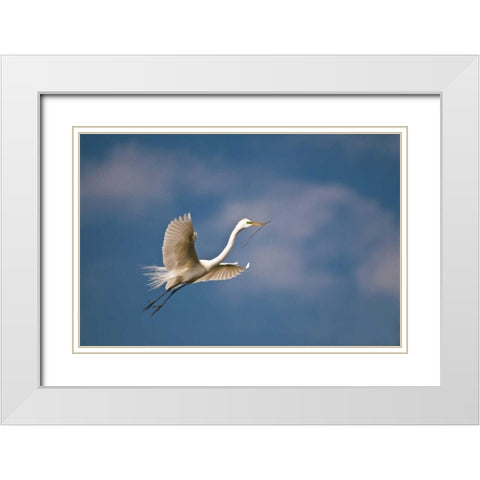 FL, St Augustine Great egret in flight White Modern Wood Framed Art Print with Double Matting by Rotenberg, Nancy