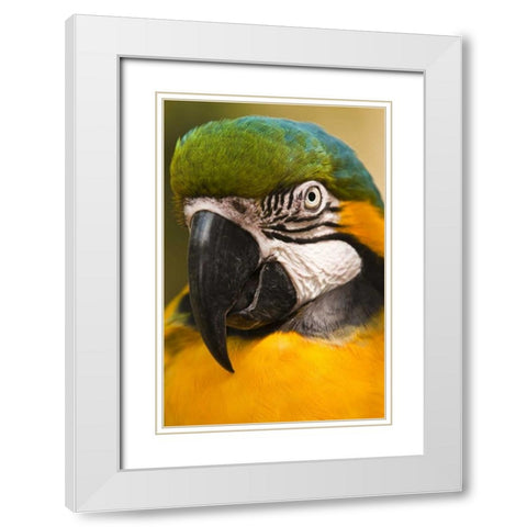 USA, Florida, St Augustine Portrait of parrot White Modern Wood Framed Art Print with Double Matting by Rotenberg, Nancy