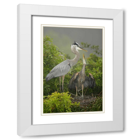 FL, South Venice Great blue heron feeding young White Modern Wood Framed Art Print with Double Matting by Morris, Arthur